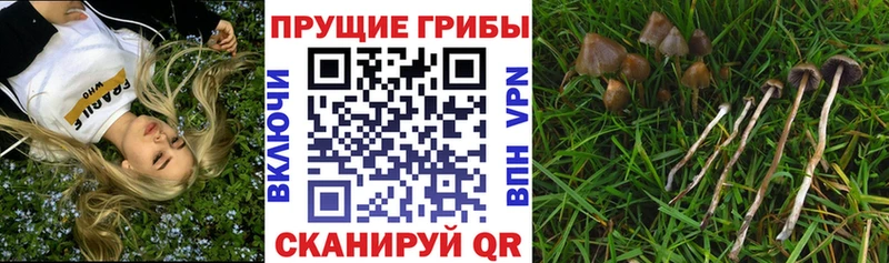 Галлюциногенные грибы MAGIC MUSHROOMS Калининец