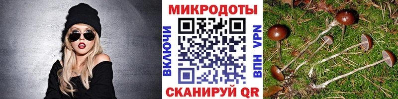 Псилоцибиновые грибы Psilocybe Калининец